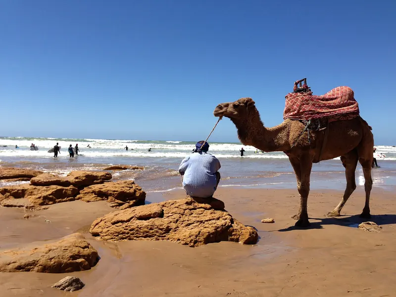 A camel resting on a rocky beach near Taghazout